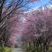 お花見でやってはいけないマナー違反 気分よく桜の花とお酒や料理を楽しみましょう