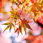 劇場版「名探偵コナン から紅の恋歌(からくれないのラブレター)」と「ちはやふる」がコラボ!青山剛昌×末次由紀イラスト執筆