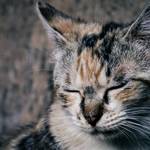 睡眠負債は「眠りの達人」である猫を見て学ぼう! 猫が快眠できる4つの不思議