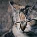 睡眠負債は「眠りの達人」である猫を見て学ぼう! 猫が快眠できる4つの不思議