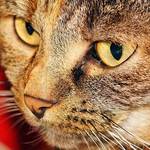 猫を飼っている人がNGなやってはいけない行動 アロマや喫煙が「猫の健康寿命」を縮めるかも!?