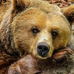 山でクマに襲われて死亡したら誰が悪いのか? 猟師が減りクマが街中を歩く現代で何が正しい?
