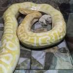 【炎上】ニシキヘビの餌に可愛い子犬!?中国の動物園、餌やり方法に批判殺到