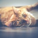 映画「猫は抱くもの」主演、芸能生活20年を迎えた沢尻エリカが続ける「太らない」美習慣とは?