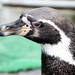 リニューアルオープンした「阿蘇カドリー・ドミニオン」でGWにたのしい動物たちとふれあおう!