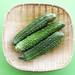 緑のカーテンは今が植え時!作り方は?育て方は?準備するものは?ゴーヤは6月初旬まで!