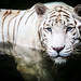 夏の夜だけのお楽しみ♪ナイトズーで特別な動物園を体験しよう【東京(上野・多摩)・横浜・埼玉】