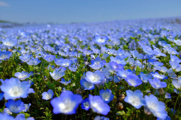 Gwは子どもに大人気のアンパンマショーへ行こう イベント開催最新情報 東日本 子育て情報まとめ マタイク