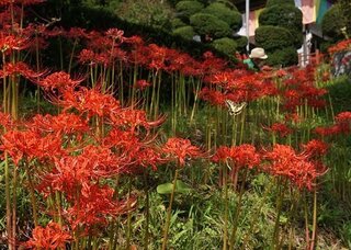 彼岸花を見てきました🌺
