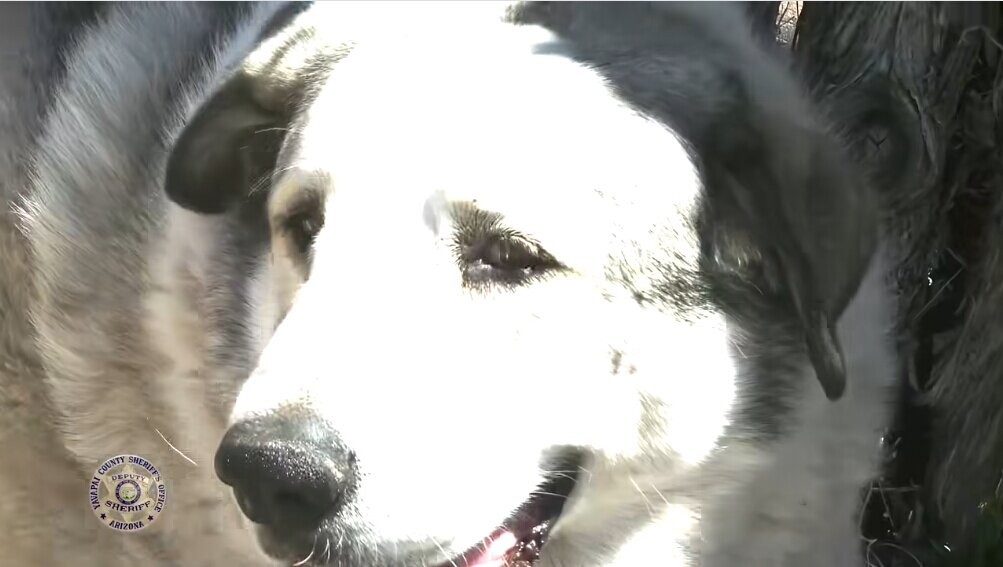 アリゾナの荒野で迷子の2歳児、牧場犬に導かれ16時間後に無事救出