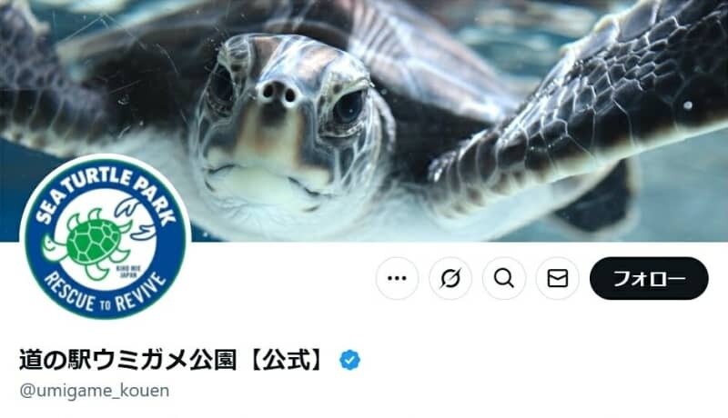 ハイレベルすぎるバランス感覚のカメが話題に「凄い！」「金メダル」