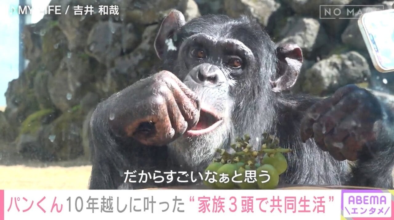 天才チンパンジー・パンくん、25歳の現在に密着「野生化した」「凶暴化した」噂の真相は…