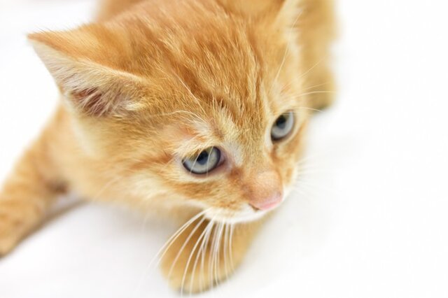 曖昧な感情である かわいい を考察してみる ボンビゴシップ