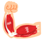 筋肉痛と超回復とは?どんな関係があるのか知っておこう!