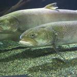 北海道でイトウを釣りたい!気になる釣り場と釣り方とは?