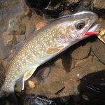 大野川のおすすめ釣りポイントとは?エゾイワナ釣りを楽しもう