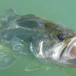 エスケープチビツインのインプレ!ブラックバスが釣れる秘密とは?