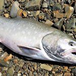 網走川のおすすめ釣りポイントとは?トラウト釣りを楽しもう