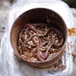 ジャリメの使い方とは?釣り餌のイソメとの違いを理解して使おう