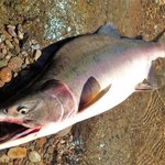 カラフトマスをルアーで釣りたい!初心者が気になる仕掛けと狙い方とは?