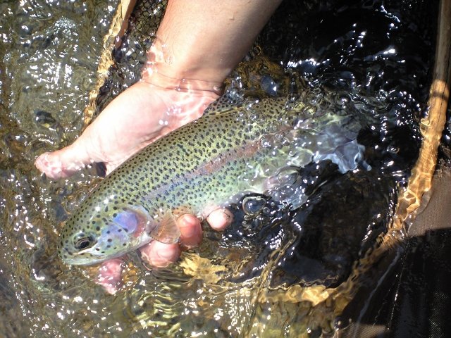 セミルアーの使い方とは トラウトをやニジマスを狙う方法 Activeる