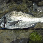 クロダイ(チヌ)をルアーで釣る方法【ゼロからはじめる初心者ガイド】