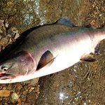 カラフトマスを釣りたい!初心者におすすめのタックルと仕掛けとは?