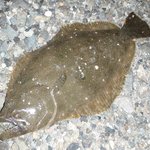 北海道でヒラメが釣りたい!釣果が期待できるおすすめポイント11選