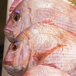 夏に釣れる魚とは?6月・7月・8月に狙える魚種を紹介