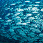 春に釣れる魚とは?3月・4月・5月はスズキを狙おう