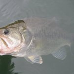 群馬のバス釣りガイド!吉井野池・利根川などのポイント8選