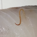 アニサキスとは?魚の刺身などによくいる寄生虫7種と対策方法とは?