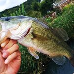11月のバス釣りを攻略しよう!釣果あげるポイントはルアーの使い分け?