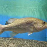 12月のバス釣りを攻略しよう!釣果あげるポイントは狙う場所を絞ること?