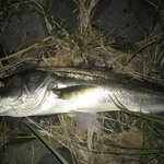 秋田のシーバス情報ガイド!おすすめポイント8選と釣り方・仕掛け