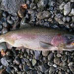北海道でニジマスが釣りたい!釣果が期待できる釣り方とポイント3選