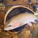 音更川のおすすめ釣りポイントとは?ニジマス釣りを楽しもう