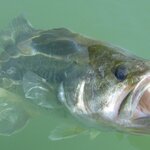 バス釣りのナイロンラインとは?太さなどの選び方と最強おすすめライン9選