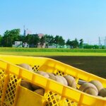 山形県の野球の強豪高校とは?強さ順に10校をランキングで紹介!