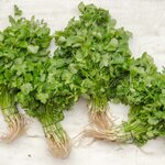パクチーはダイエットおすすめ?パクチーの効果・おすすめレシピを解説