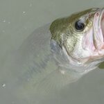 柴山沼のバス釣りポイント10選!おかっぱり・ボートから狙おう【釣り場情報】