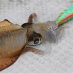 宮崎県のエギングポイント6選!イカ釣り初心者へ攻略法を解説