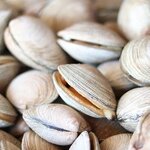 あさりはダイエットにおすすめ?浅蜊の効果やおすすめレシピを解説