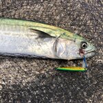 ショアジギングに適した時期とは?ベストシーズンと釣れる魚を紹介