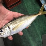 アジングの時期・シーズンはいつ?一番釣れる季節と時間帯を解説