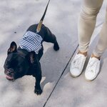 犬の散歩でダイエットしたい!飼い主はドッグウォーキングで痩せることができるの?