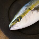 ワカシとはどんな魚なの?ブリの稚魚・幼魚の生態とおすすめの食べ方とは?