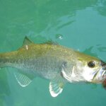 バス釣りの釣れるおすすめワーム25選!ブラックバス初心者のワーム選びの秘訣とは?