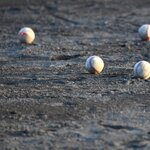 ボールボーイとは?プロ野球のバイト求人はどうやって探せばいいの?