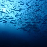 7月に釣れる魚10選!今のシーズンに海や堤防で狙える魚を紹介